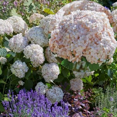 Hydrangea arborescens 'Candybelle Marshmallow' - Puishortensia 'Candybelle Marshmallow' C2/2L